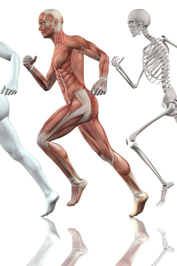 3D male figure running with skin, skeleton and muscle map